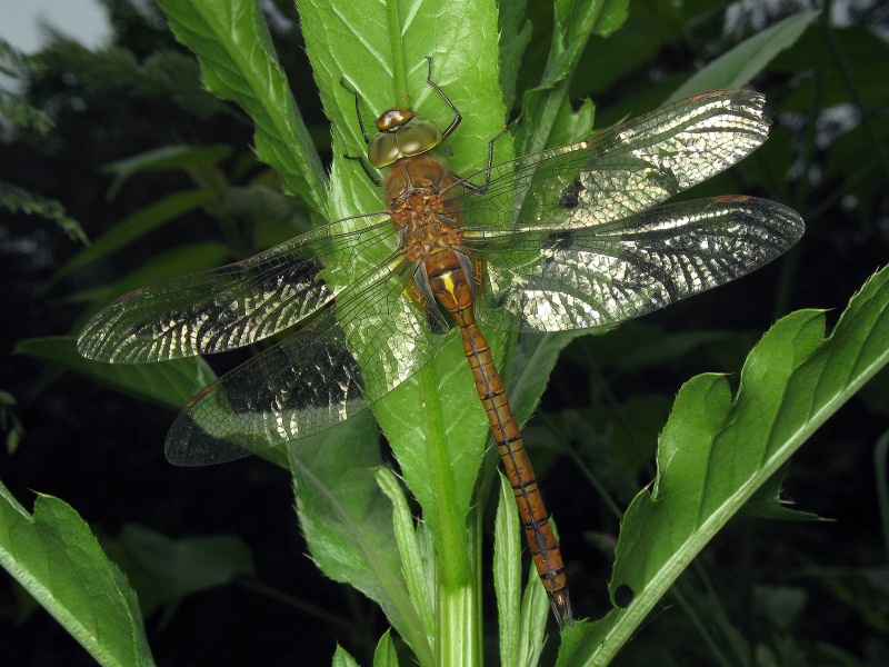 Anaciaeschna isosceles (O. F. Müller, 1767)